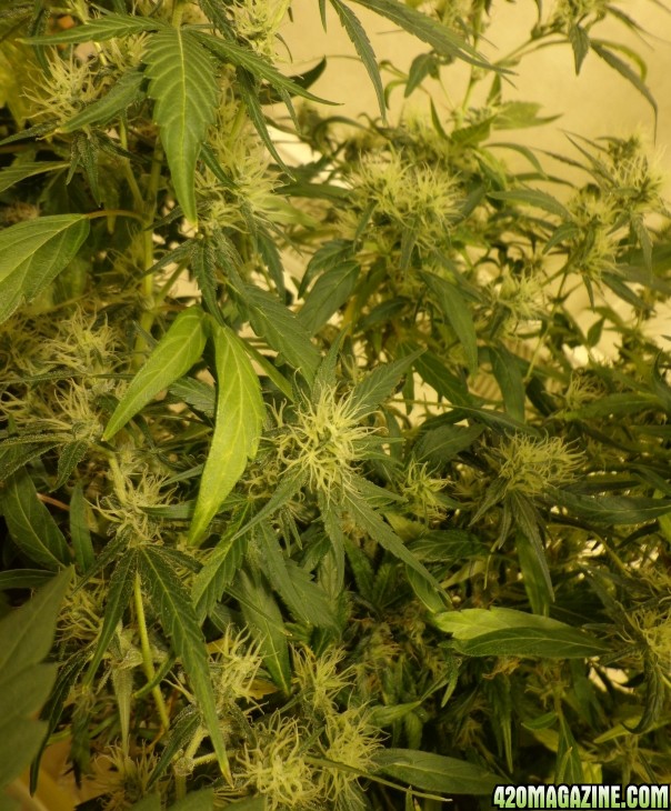 4-5_white_widow_flowers_3.jpg