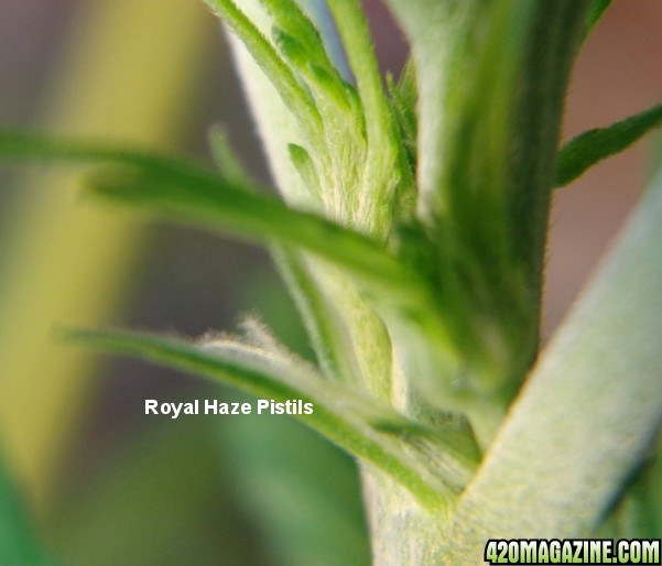 4-8_royal_haze_pistils.jpg