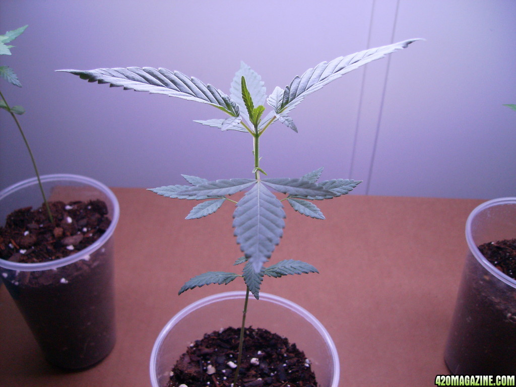 420_1st_grow_-_before_repotting_002.JPG