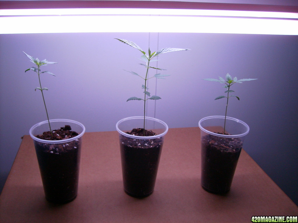 420_1st_grow_-_before_repotting_004.JPG