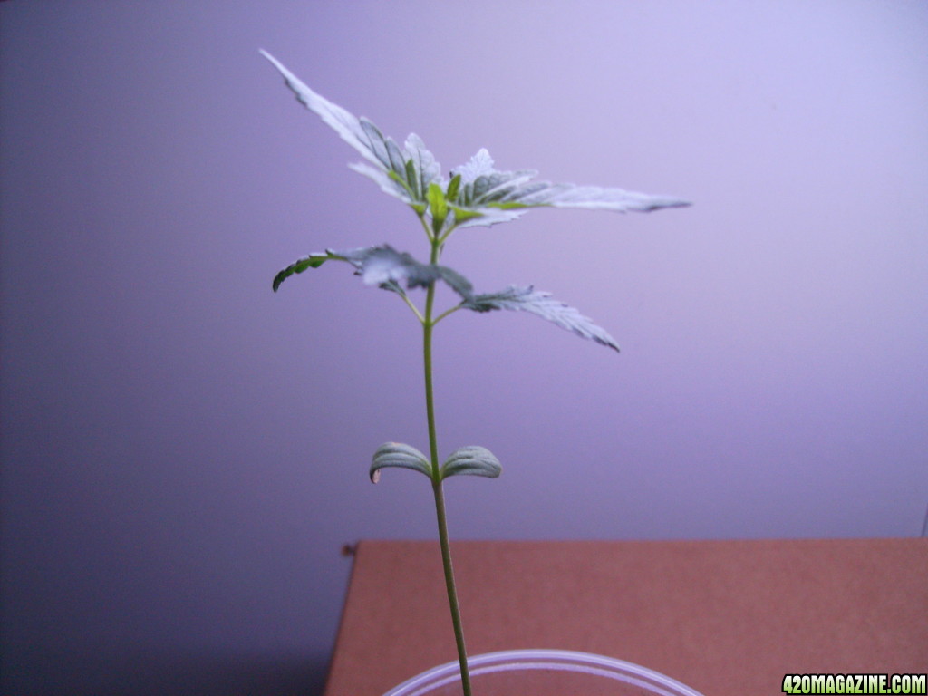 420_1st_grow_-_before_repotting_006.JPG