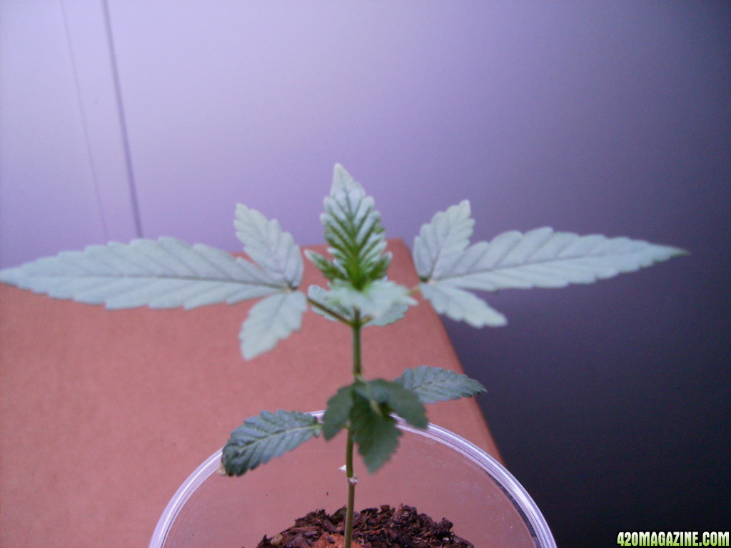 420_1st_grow_-_before_repotting_007.JPG