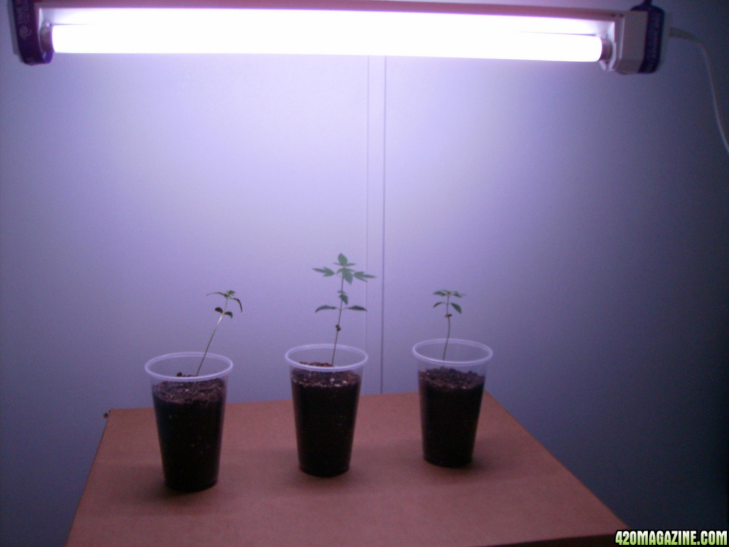 420_1st_grow_063.JPG