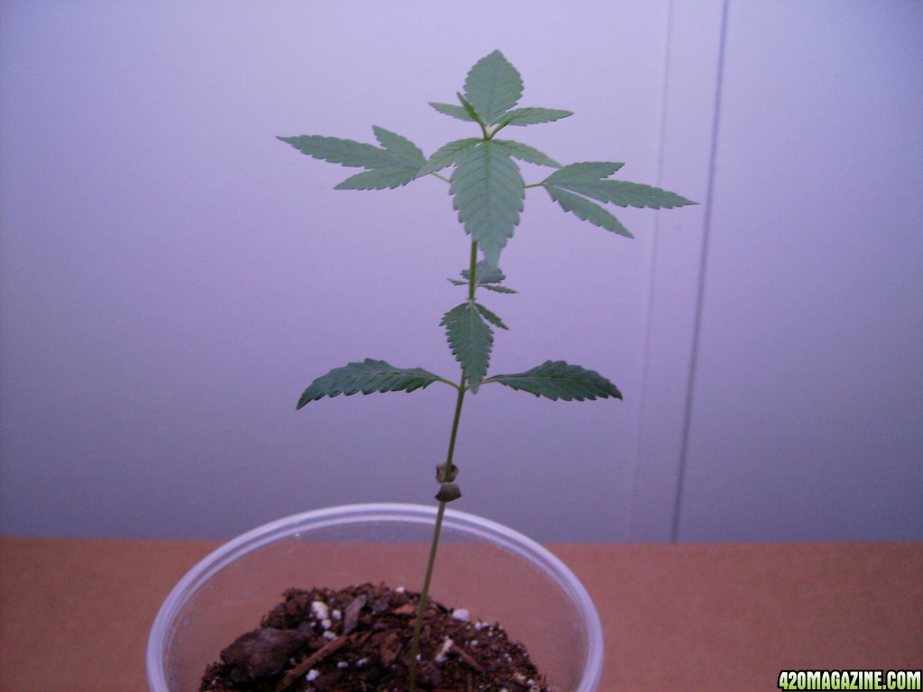 420_1st_grow_064.JPG