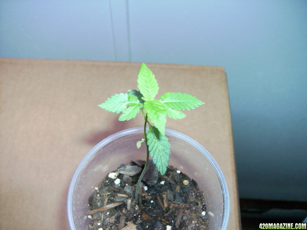 420_1st_grow_067.JPG