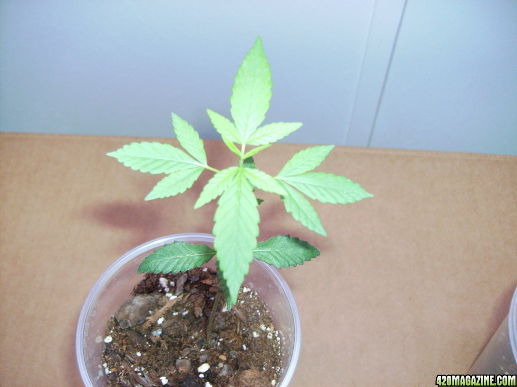 420_1st_grow_068.JPG