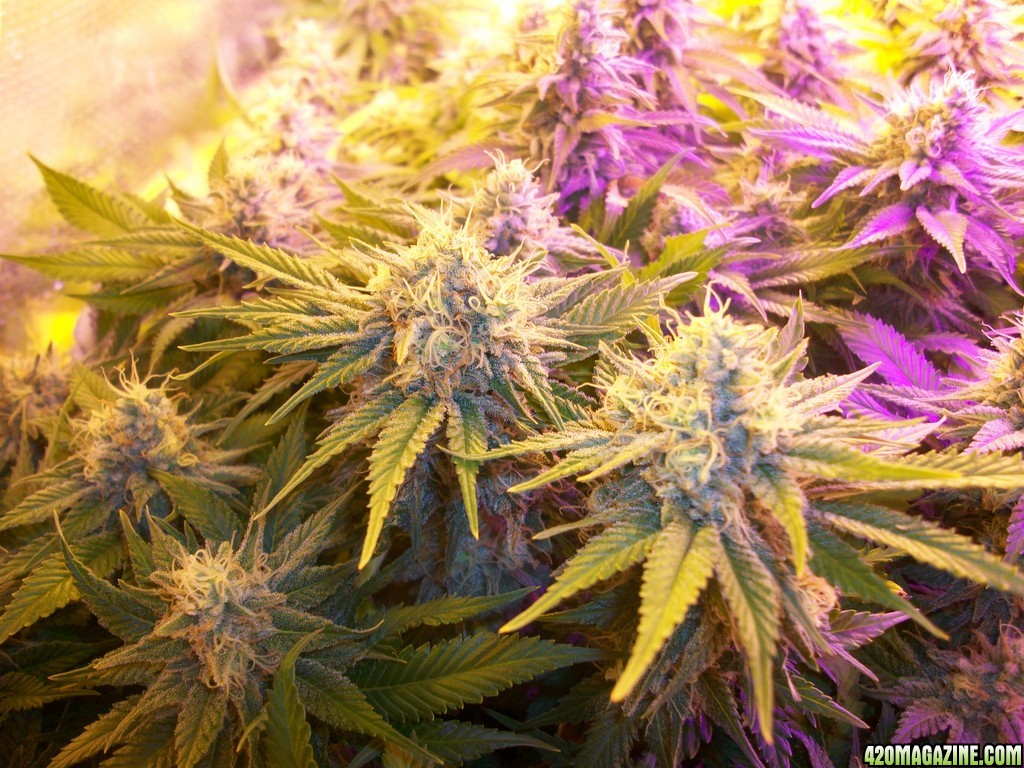 42_days_flowering_004.JPG