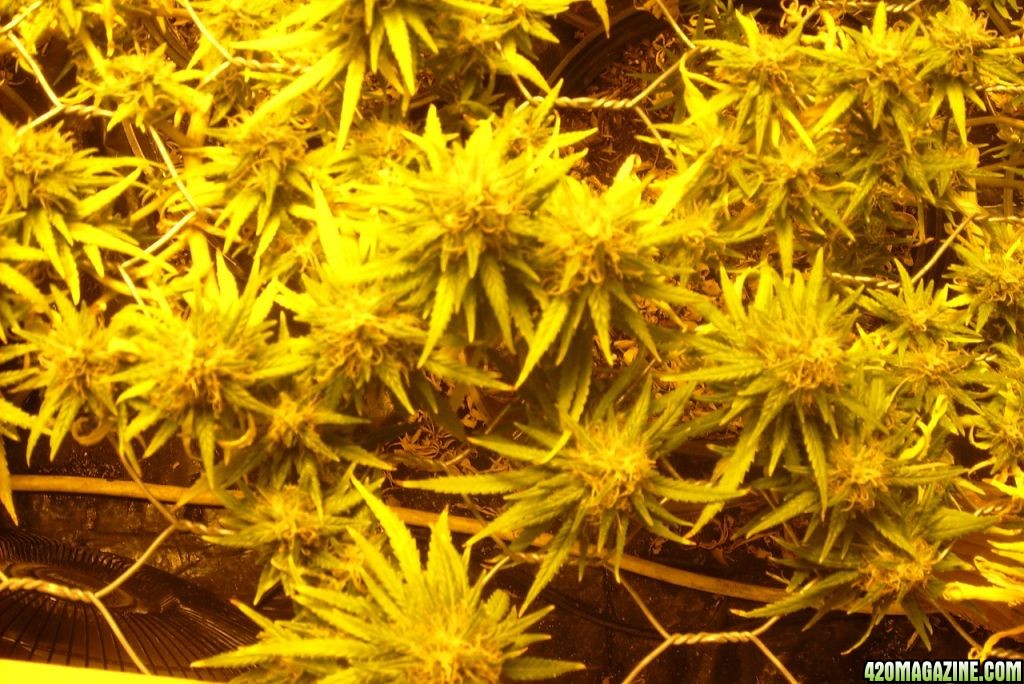 42_days_flowering_006.JPG