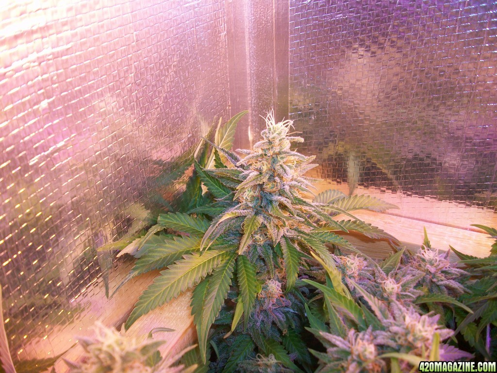 42_days_flowering_0061.JPG