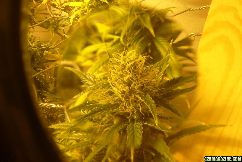 42_days_flowering_008.JPG