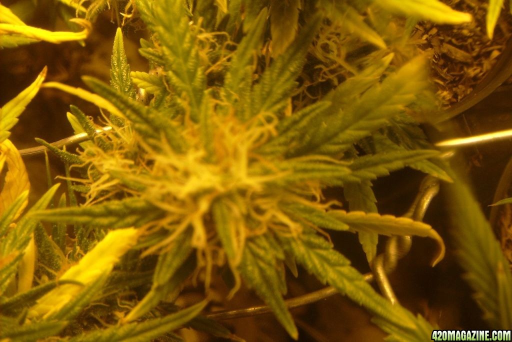 42_days_flowering_012.JPG