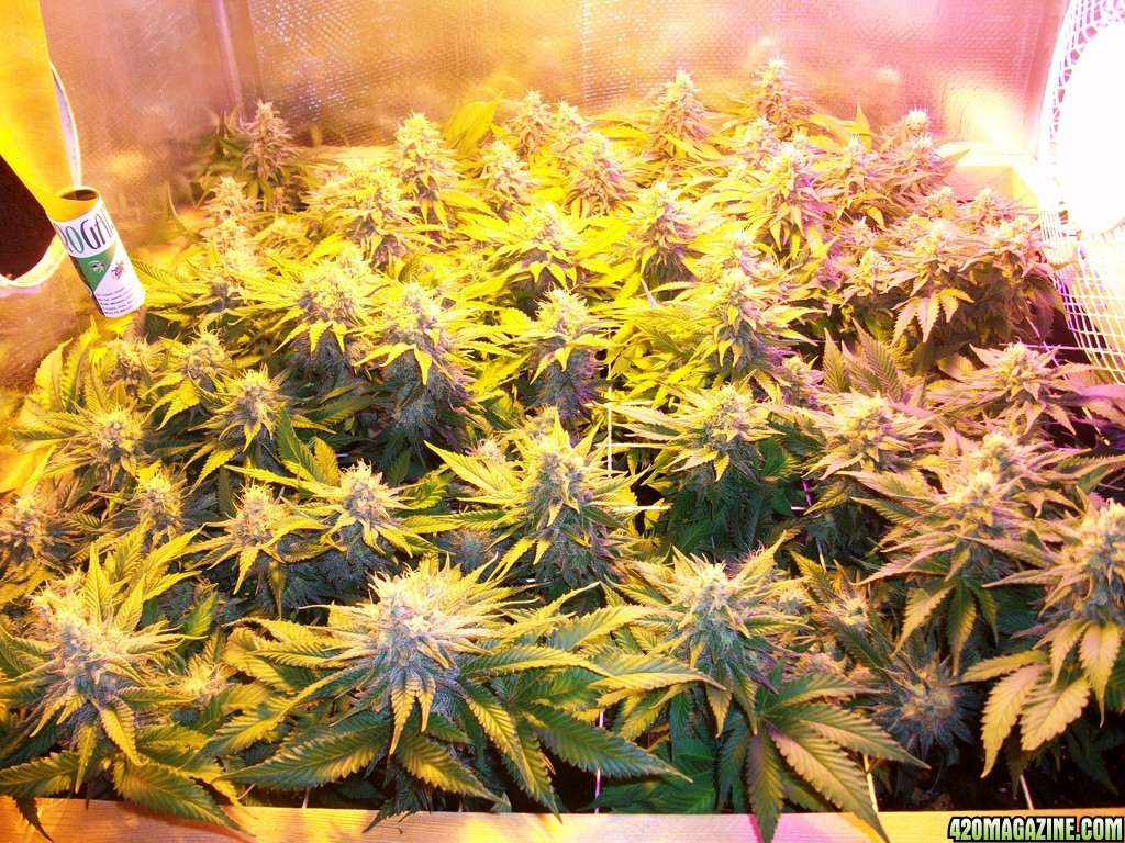 42_days_flowering_0121.JPG