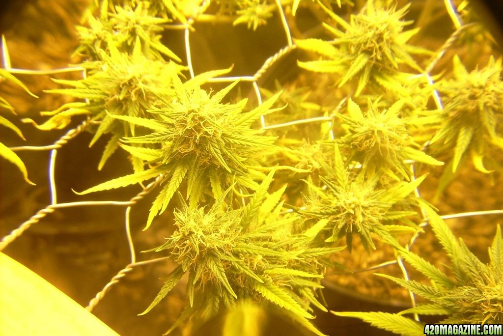 42_days_flowering_013.JPG