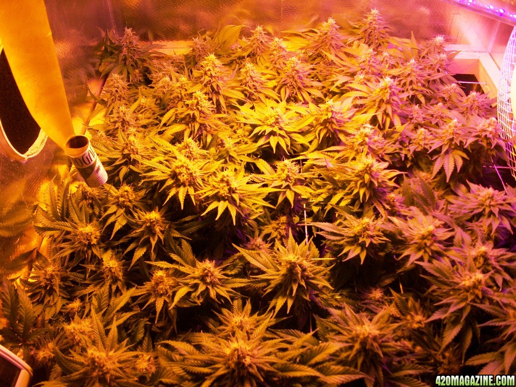 42_days_flowering_0131.JPG