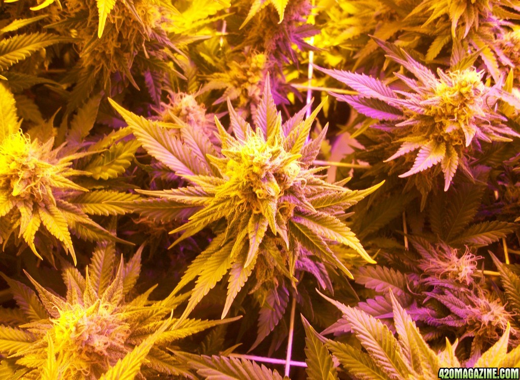 42_days_flowering_014.JPG