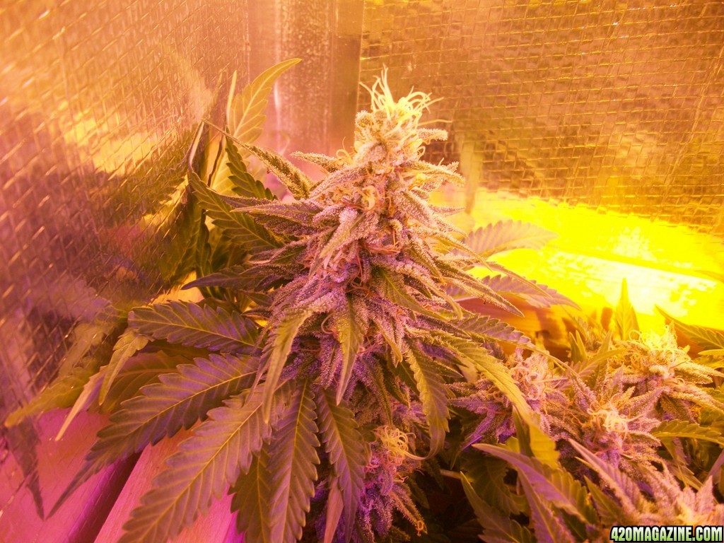 42_days_flowering_018.JPG