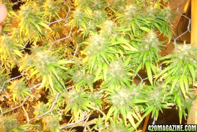 49_days_flowering_006.JPG