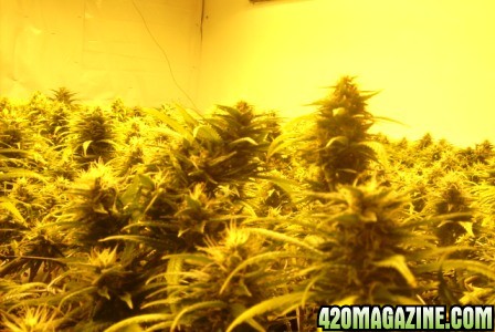 49_days_flowering_016.JPG