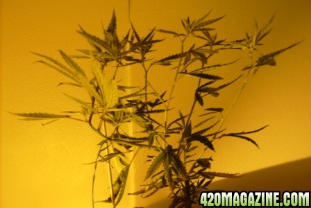 49_days_flowering_020.JPG