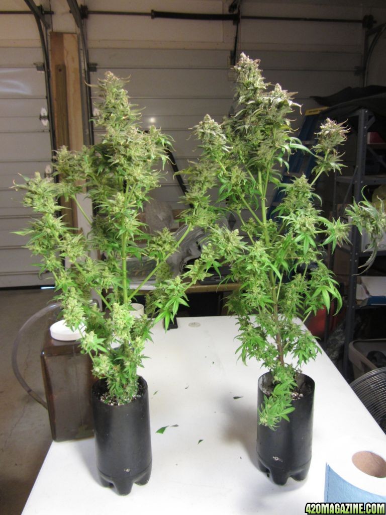 4_Smellyberry_2liter_9wk_harvest_001.JPG