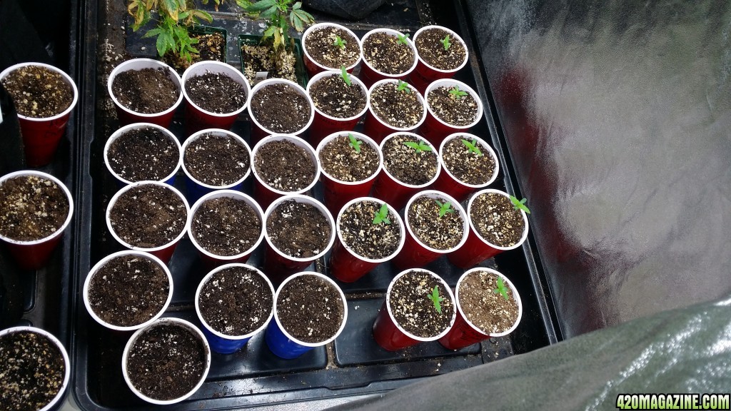 4x8_veg_tent_new_seedlings_week_1.jpg