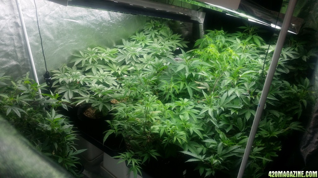 4x8_veg_tent_seedlings_and_shiggity_clones.jpg