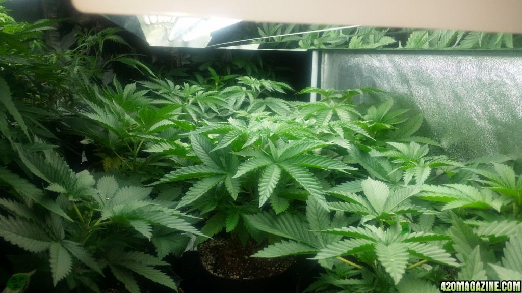 4x8_veg_tent_seedlings_and_shiggity_clones_10.jpg