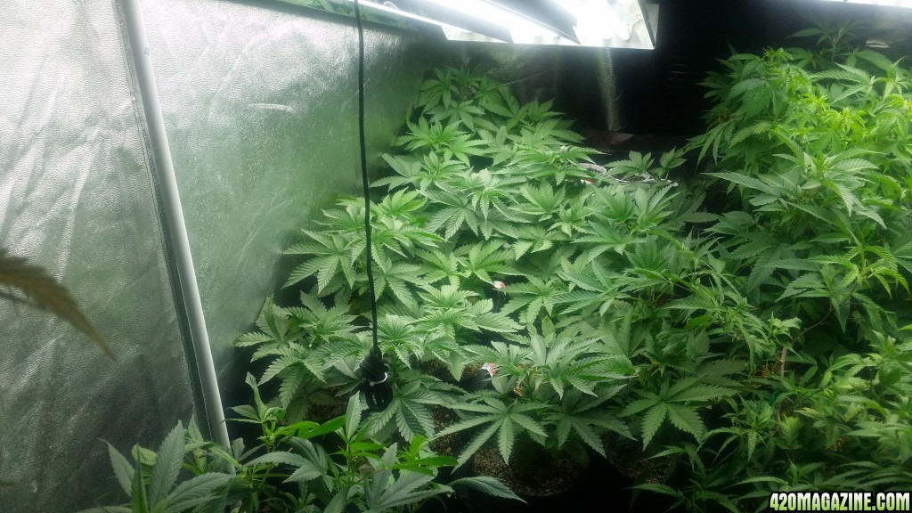 4x8_veg_tent_seedlings_and_shiggity_clones_4.jpg