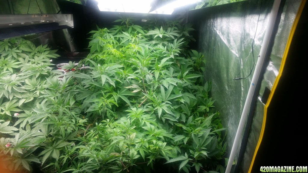 4x8_veg_tent_seedlings_and_shiggity_clones_5.jpg