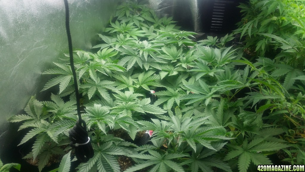 4x8_veg_tent_seedlings_and_shiggity_clones_6.jpg