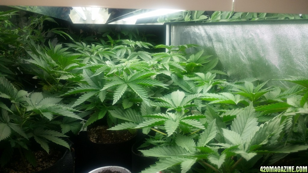 4x8_veg_tent_seedlings_and_shiggity_clones_7.jpg