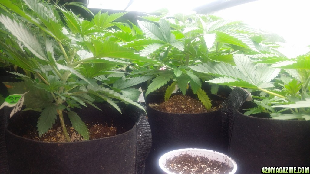 4x8_veg_tent_seedlings_and_shiggity_clones_9.jpg