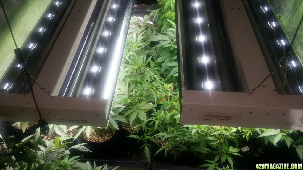 4x8_veg_tent_seedlings_and_shiggity_clones_starship_view.jpg