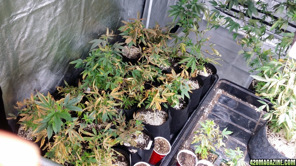 4x8_veg_tent_shiggity_clones_damaged.jpg