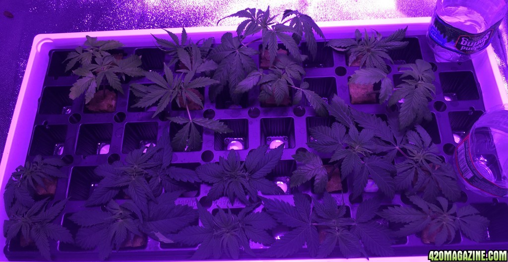 5-03-PM-clones.jpg