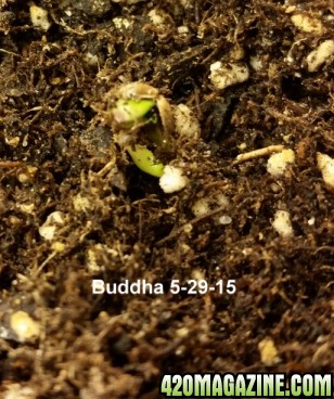 5-29_Buddha_1.jpg