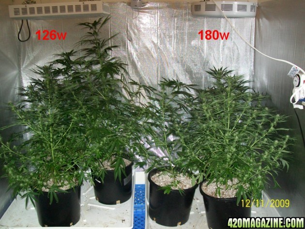 5_weeks_flowering_014_630x472.jpg