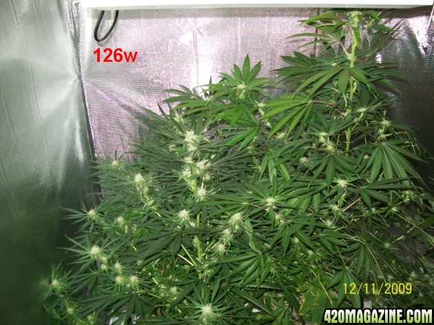 5_weeks_flowering_018_630x472.jpg