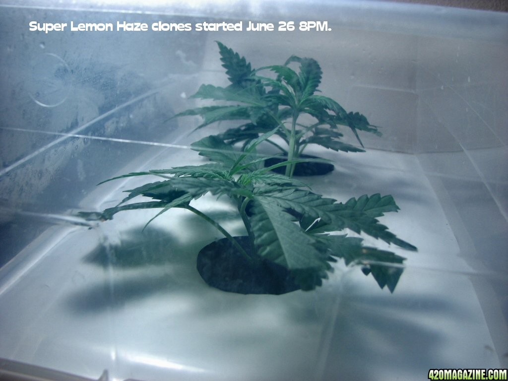 6-26_SLH_clones_taken.jpg