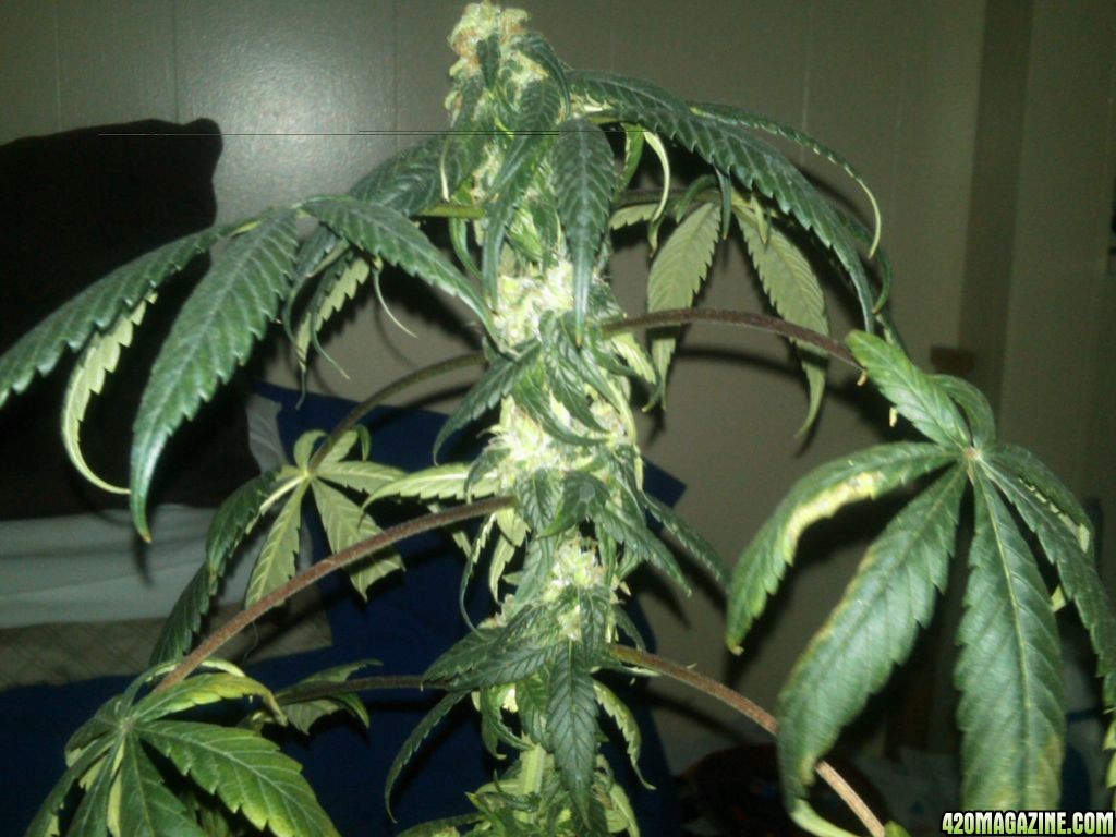 6_28_11_Stumpys_got_a_big_top_bud_.jpg