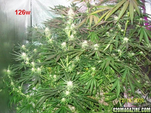 6_weeks_flowering_001_630x472.jpg