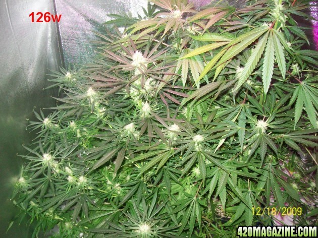 6_weeks_flowering_002_630x472.jpg