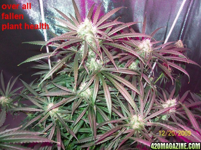 6_weeks_flowering_003_640x479.jpg