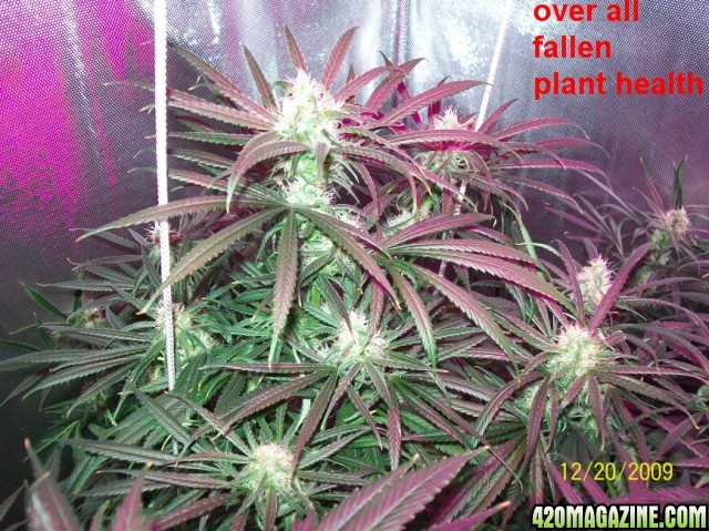 6_weeks_flowering_006_640x479.jpg