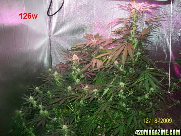 6_weeks_flowering_007_630x472.jpg