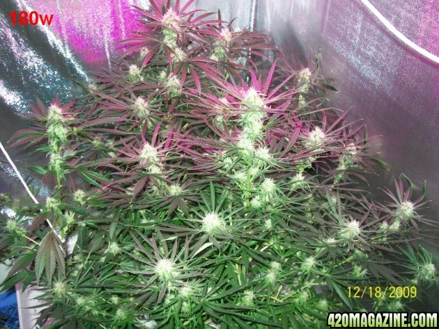 6_weeks_flowering_010_630x472.jpg