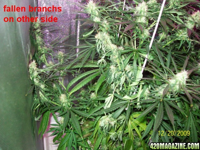 6_weeks_flowering_016_640x479.jpg