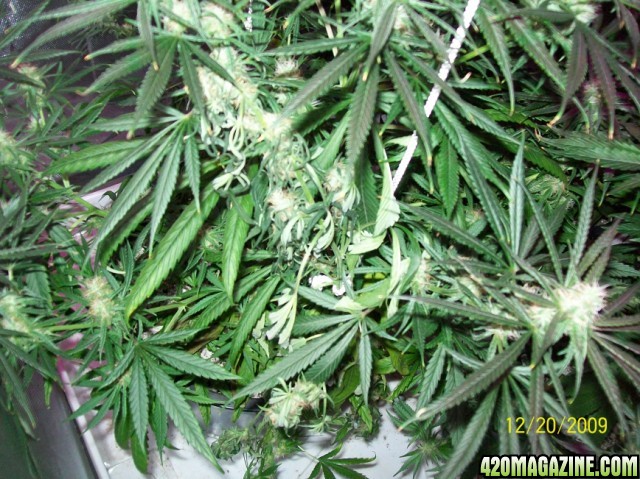 6_weeks_flowering_017_640x479.jpg