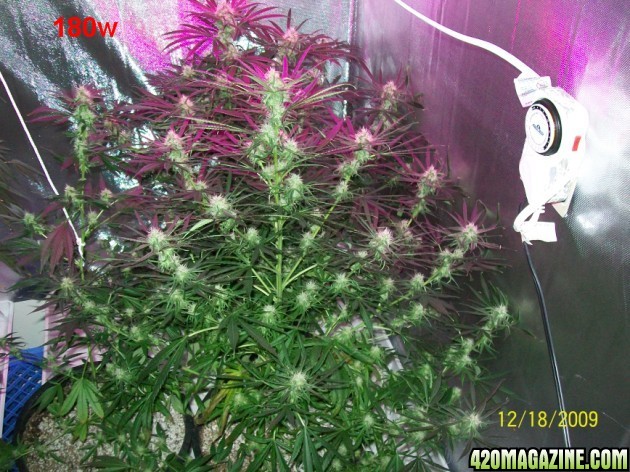 6_weeks_flowering_019_630x472.jpg