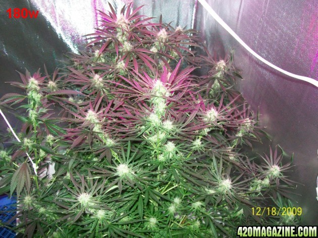 6_weeks_flowering_022_630x472.jpg